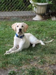Bodhi in the grass.