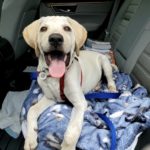 Bodhi happy to be buckled in and going somewhere in the car.